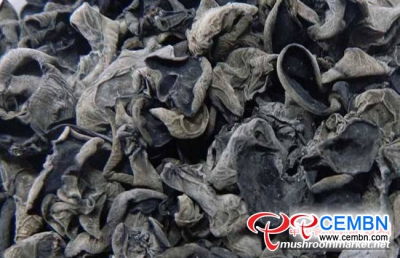 湖南省：黒キクラゲの収穫で肥育する生産者の財布