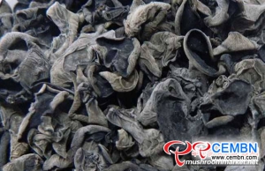 Hunan: Cultivo de hongos negros Fattens Wallet of Growers