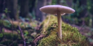 I funghi fungono da "personaggio principale" nella maggior parte degli ecosistemi