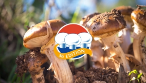The Dutch Mushroom Days in the Spring of 2022