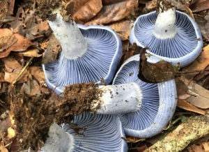 How a humble mushroom could save forests and fight climate change