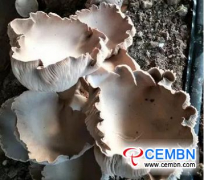 Nueva variedad de hongos raros: el hongo de la pata de oso está al precio de mercado de 15 CNY por kg
