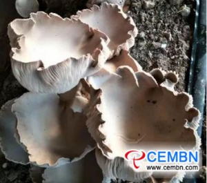 新的稀有蘑菇品种：熊掌蘑菇的市场价格为每公斤15 CNY