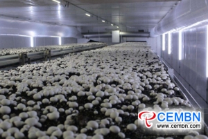 中国の江西省：ボタンキノコのワークショップでは、年間生産量は300 million C