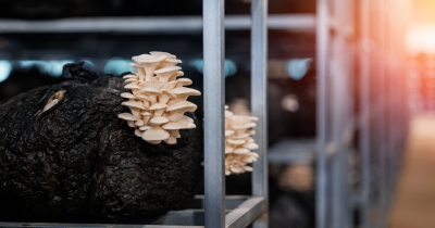 Smart substrates: how innovation is elevating mushroom yields and sustainability