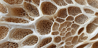 From lab to launch: how fungi startups are building a global ecosystem