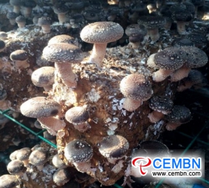 Industrija gob se hitro razvija v coni Huichuan, Guizhou na Kitajskem