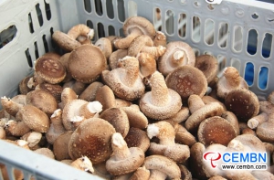 贵州帝力物流园区：蘑菇价格分析