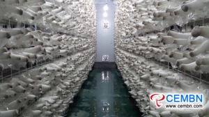 Guannan Grafschaft produziert täglich 40 Tonnen Eryngii, aber immer noch unter Lieferung