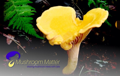 Новое имя, логотип и слоган для нового сайта новостей Mushroom!