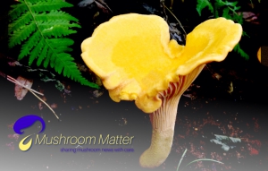 Нова назва, логотип та слоган для міжнародного новинного сайту Mushroom!