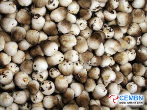 강소 Lingjiatang 시장 : 버섯 가격의 분석