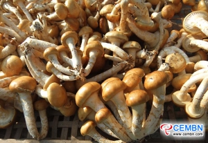 Liaoning Shengfa Market: analyse van champignonprijs