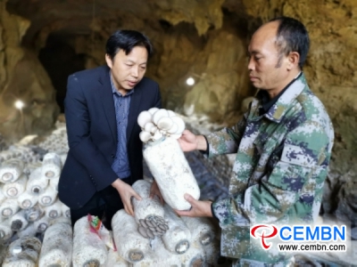 Bastoncini di funghi 5000 coltivati ​​sperimentalmente nel boom delle grotte carsiche