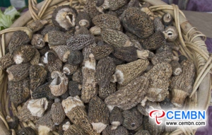 羊肚菌在中国新疆茁壮成长