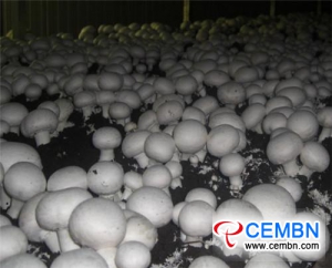 香菇在中国的品种改良及应用