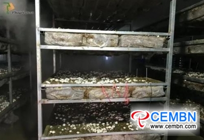 Trial semi-industrial mushroom cultivation attains its success