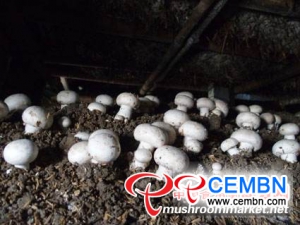 L'agricoltura dei funghi si trasforma in un'industria grande e fiorente