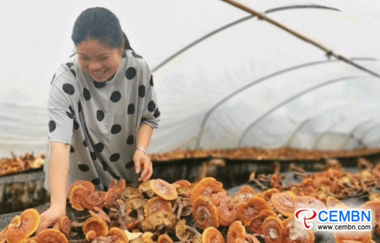 Province du Sichuan: en cultivant des champignons Reishi, 200,000 CNY de bénéfices pourraient être rapportés en 4 mois