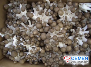 운남 Guanshang 시장 : 버섯 가격의 분석