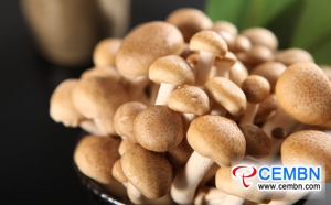 내몽고 동와오 시장 : 버섯 가격 분석