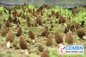 Провинция Юньнань: искусственно выращенные грибы морель в период сбора урожая