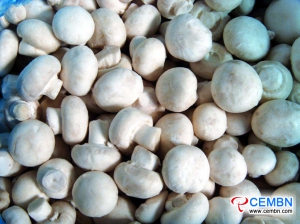 中国甘肃省：蘑菇价格市场分析
