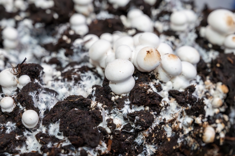 Possible mechanisms involved in the fruiting of the cultivated mushroom - by David M. Beyer