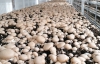 Plant Breeders&#039; Certificate for Lambert Spawn
