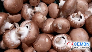 Anhui Zhougudui Market：キノコ価格の分析