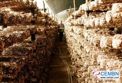 New mushroom growing mode: Apple branches are reused for Shiitake cultivation