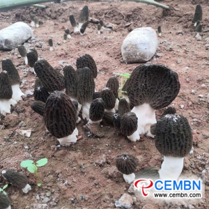 Morel mushrooms cultivated under walnut tree BOOM