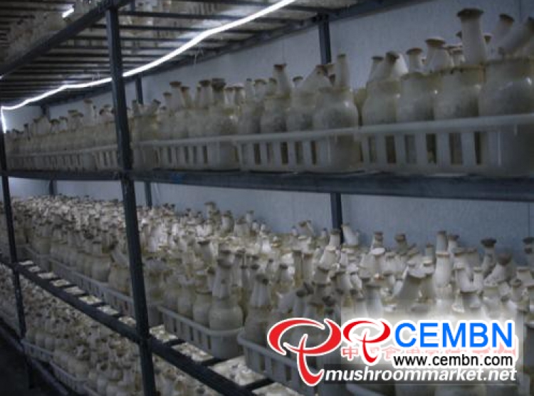 Mushroom industry is seized as the magic key that boosts poverty alleviation