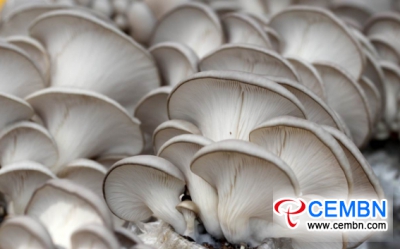 反季节牡蛎蘑菇正在进入市场