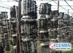 흑룡강 성 : 검은 곰팡이 산업 꽃