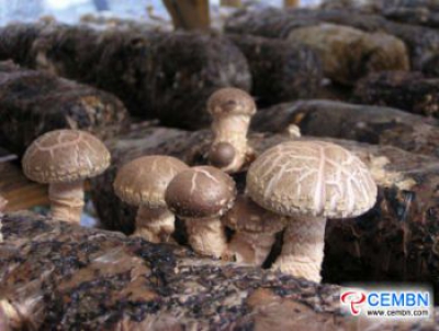 Cooperativa dei funghi Baishan: l'allevamento di funghi Shiitake realizza un grande sogno