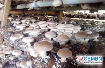 Шиитаке грибной сад порождает большое процветание