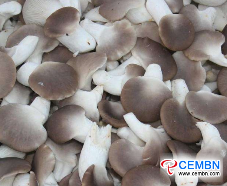 قوانغدونغ هايجكسينج السوق: تحليل سعر الفطر