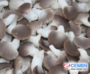 Guangdong Haijixing Market: analyse van de champignonprijs