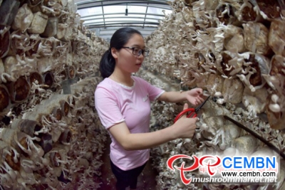 Daily picking volume on anti-season Pleurotus geesteranus reaches 5000 kg