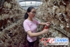 Daily picking volume on anti-season Pleurotus geesteranus reaches 5000 kg