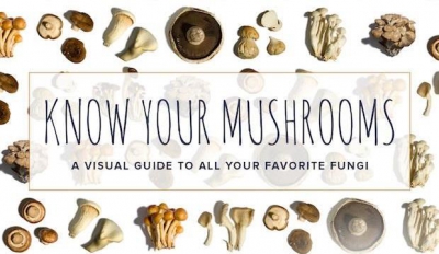 La guida definitiva ai funghi