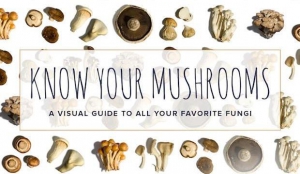 La guida definitiva ai funghi