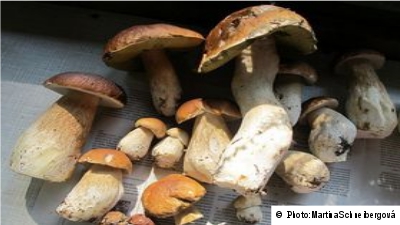 Чешский сбор грибов стоит 4.6 миллиардов крон в 2017