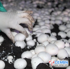 특별 뉴스 : 중국 산업화 단추 버섯 산업 발전 분석