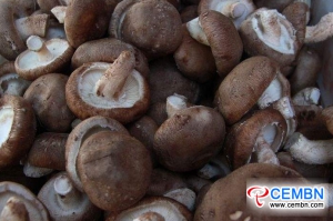 산동 지닝 시장 : 버섯 가격 분석