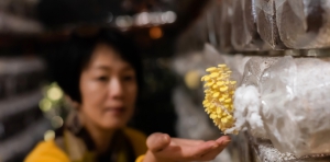 China is accelerating agrifood modernisation, with implications for mushroom production