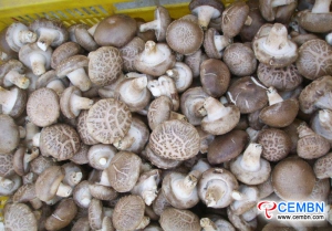 산시 신차 오 시장 : 버섯 가격 분석