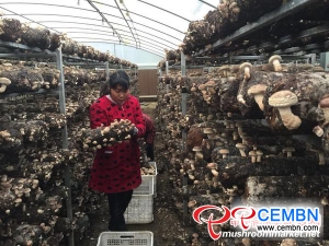 Nanyang City: Wartość eksportu grzybów uzyskała 880 mln USD w 2017