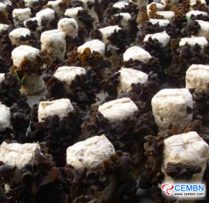 Mushroom planting broadens rich roads for farmers